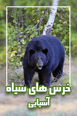 خرس های سیاه آسیایی قسمت ۱