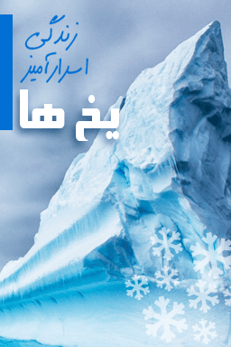 زندگی اسرار آمیز یخها