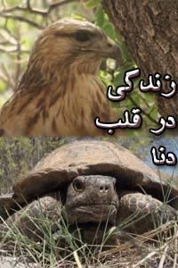 زندگی در قلب دنا